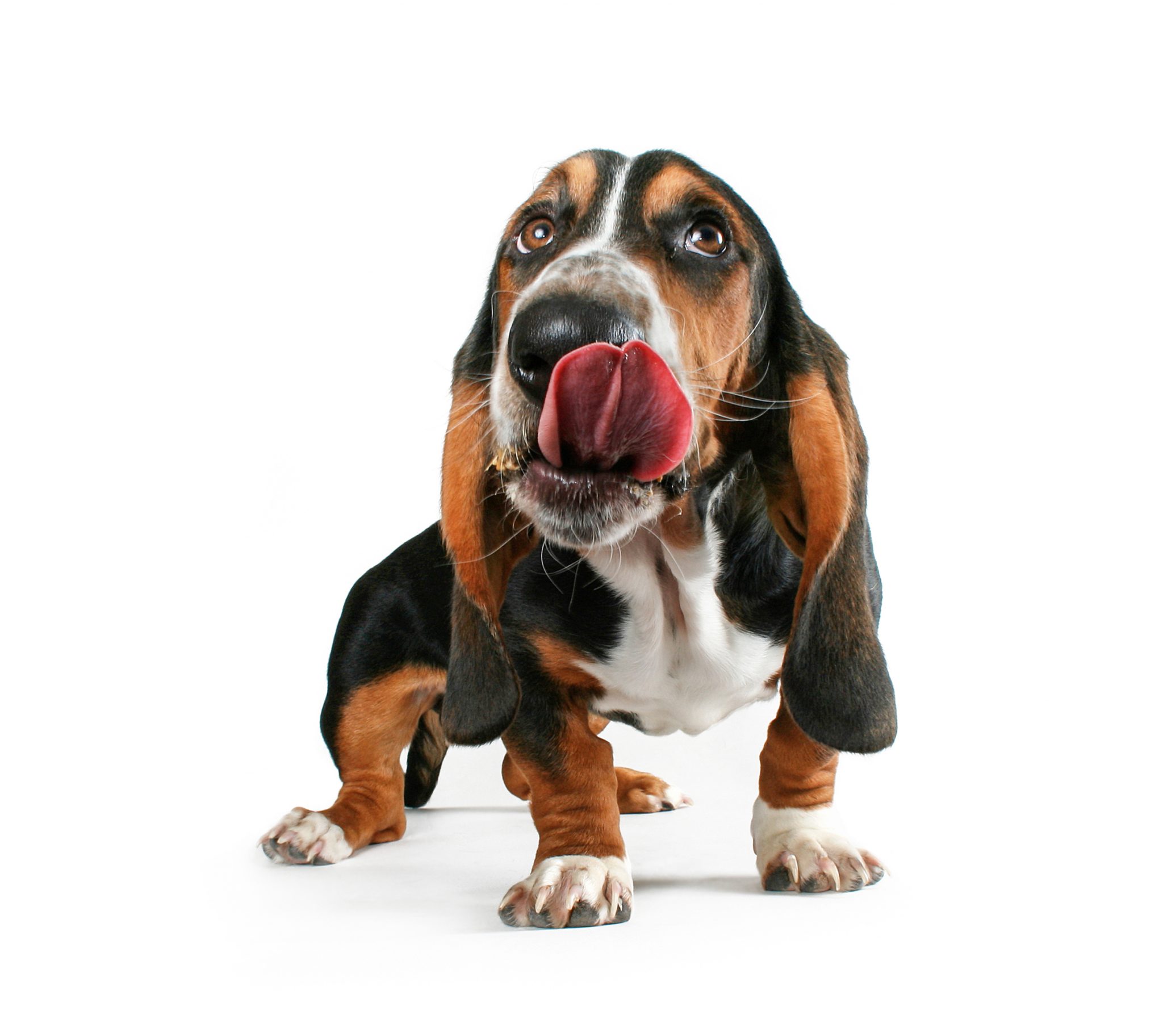 Basset hound lick