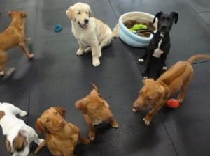 Puppies playing