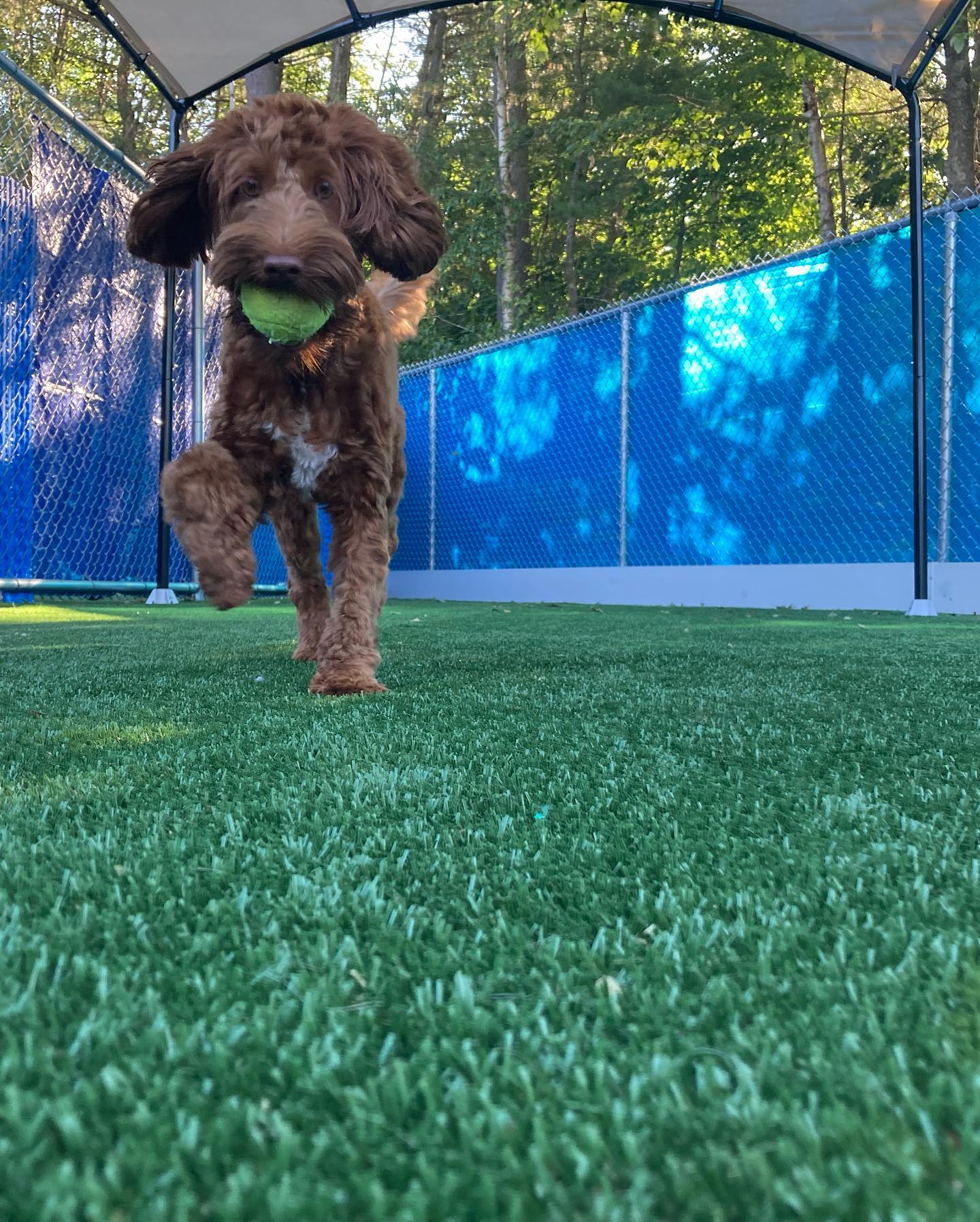 day-boarding-all-dogs-gym