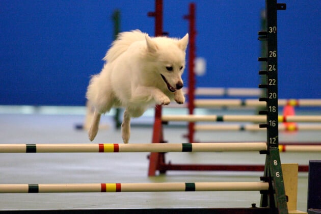 Agility for Dogs | All Dogs Gym