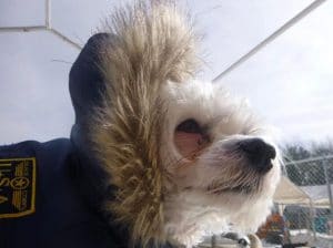 Small dog wearing a parka
