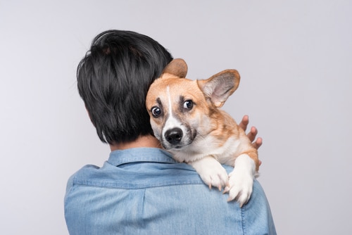 Hugging your dog makes it stressed?